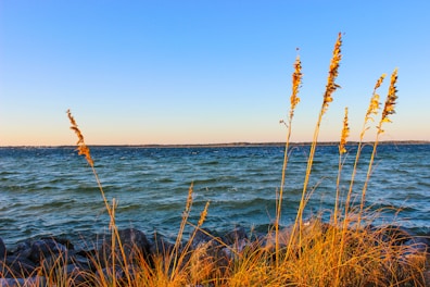 Golden sea oats gently sway in the breeze at the forefront of a tranquil seascape. The ocean exhibits a mix of deep blues and turquoise hues, while the sky transitions from a soft orange near the horizon to a clear blue above. Rocks and sand create a natural border where the land meets the sea.