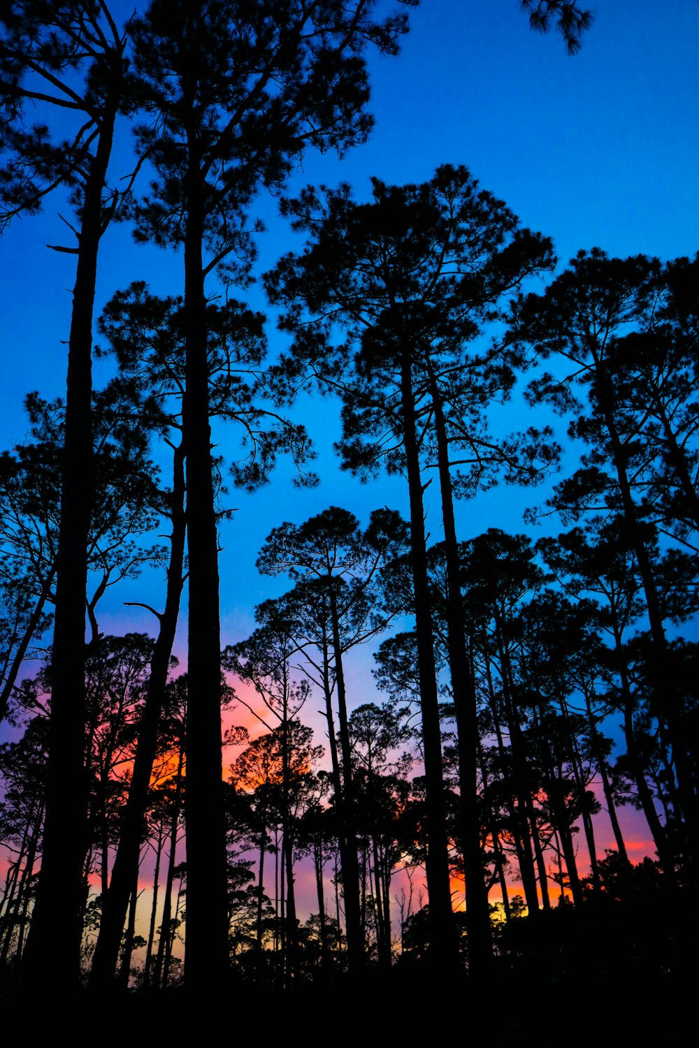 silhouette photography of trees