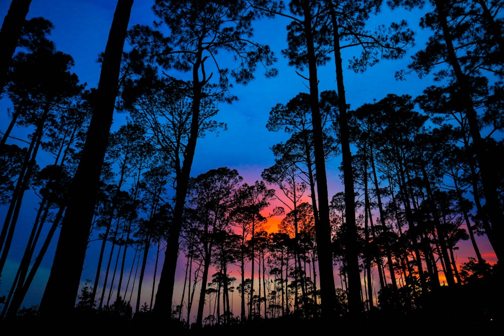 silhouette of trees during golden hour