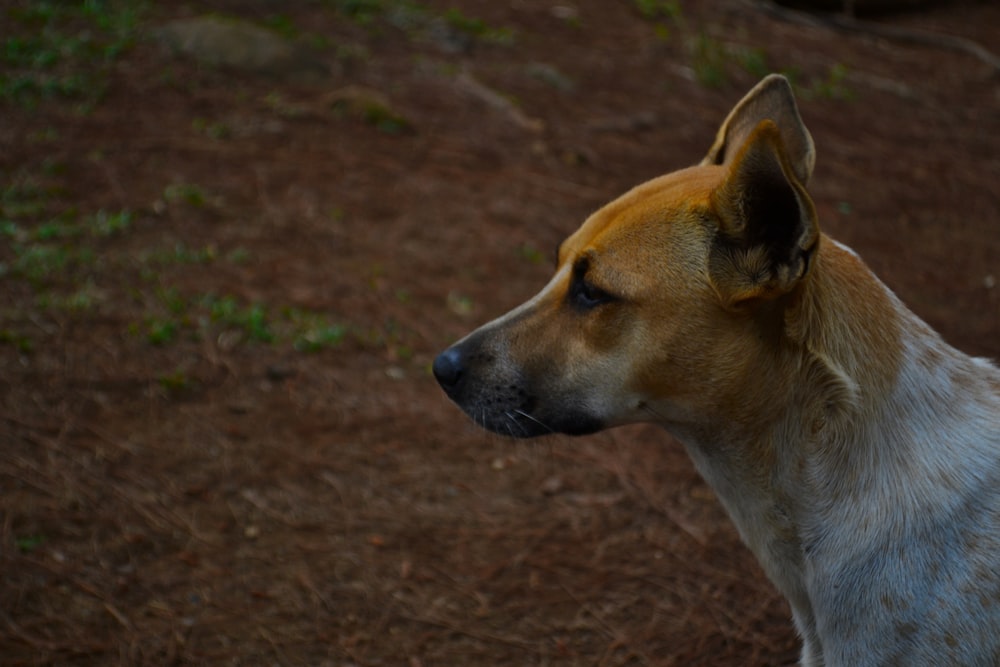 selective focus photography of white and brown dog on brown land