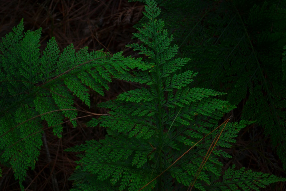 green fern plants