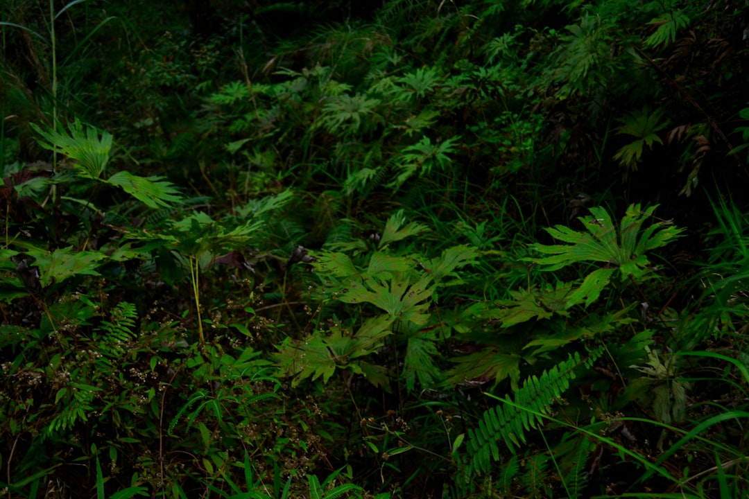 Jungle photo spot Baguio City Philippines