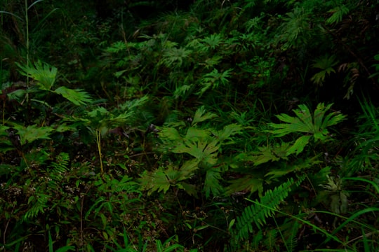 green elaves in Baguio City Philippines