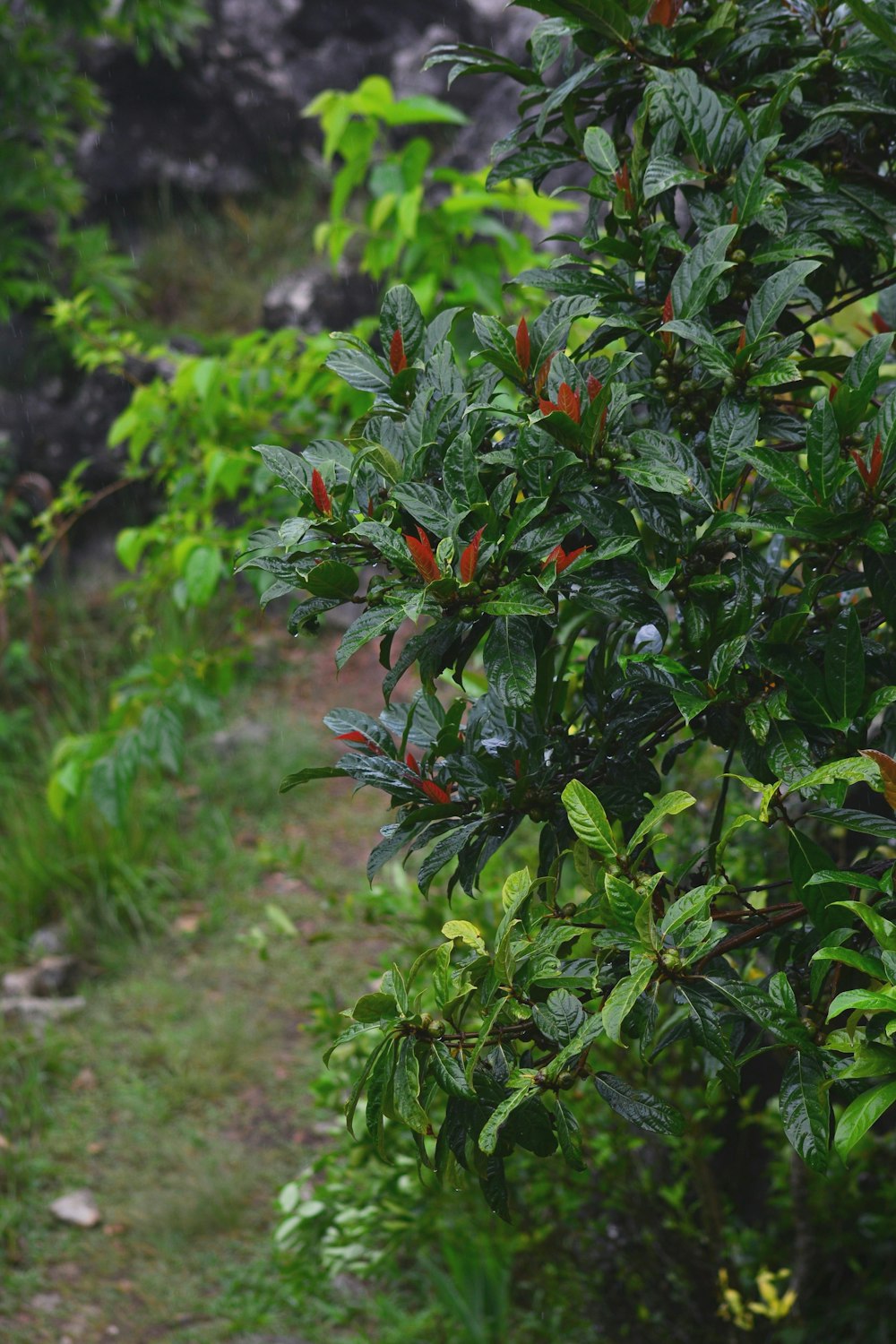 green leaves