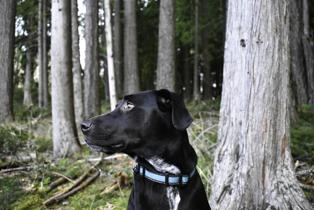 black coated dog sitting on grass field