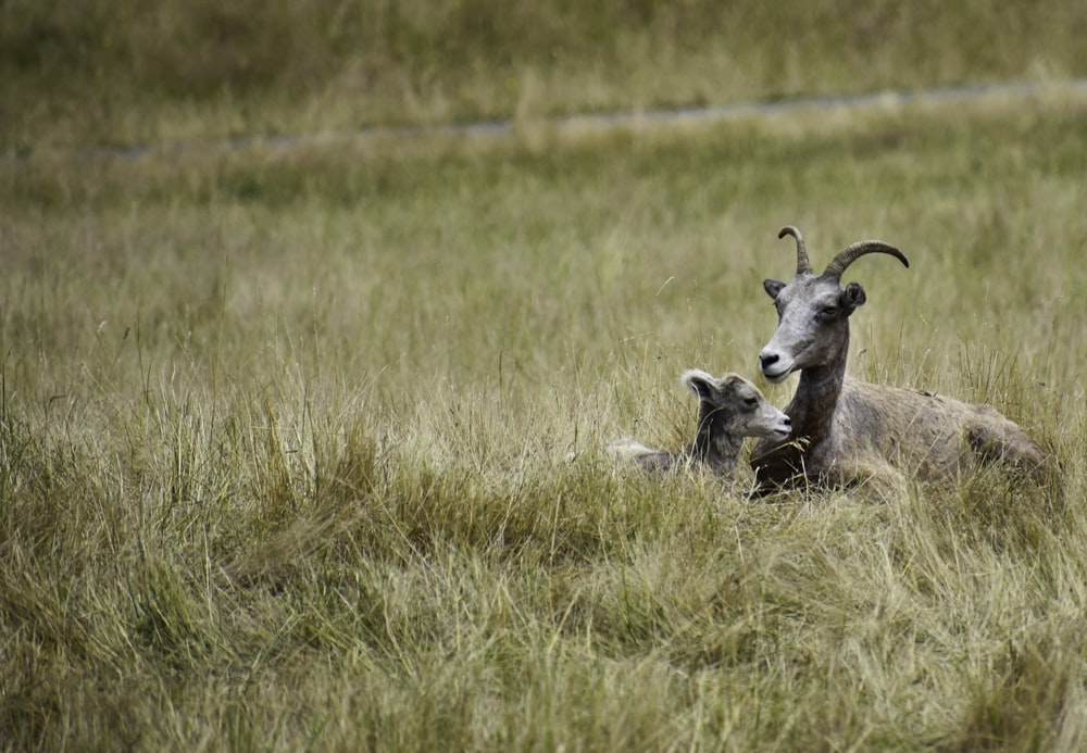 photography of goat lying on grass during daytime