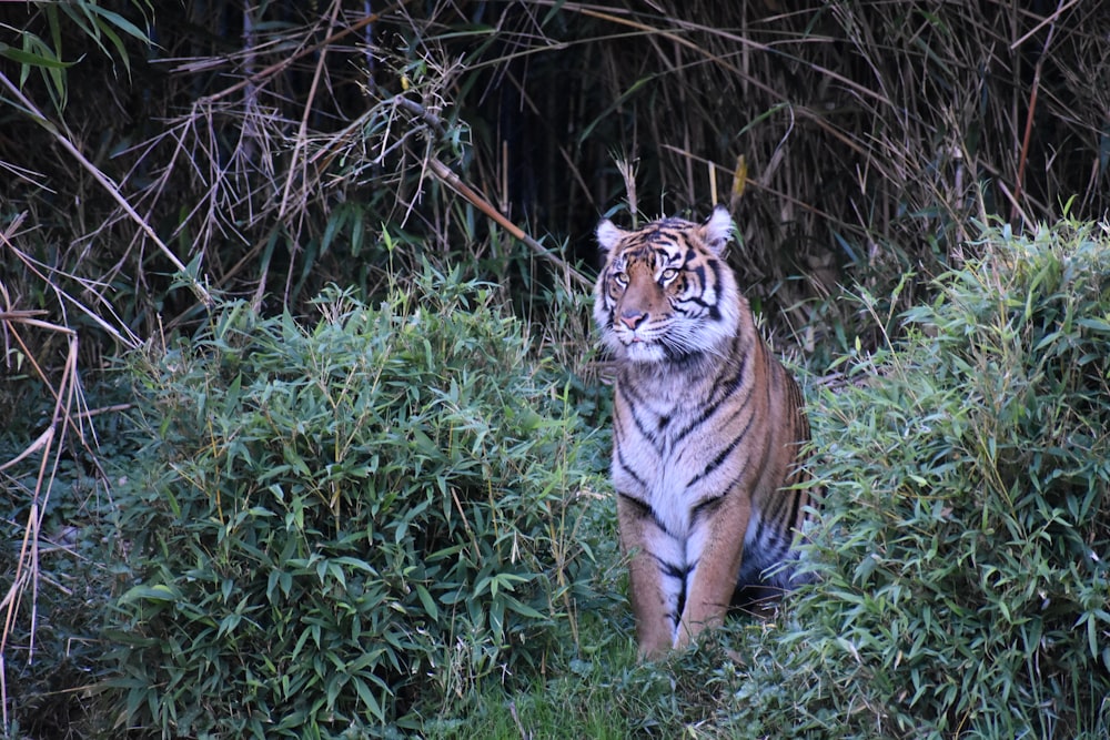 brown and white tigger