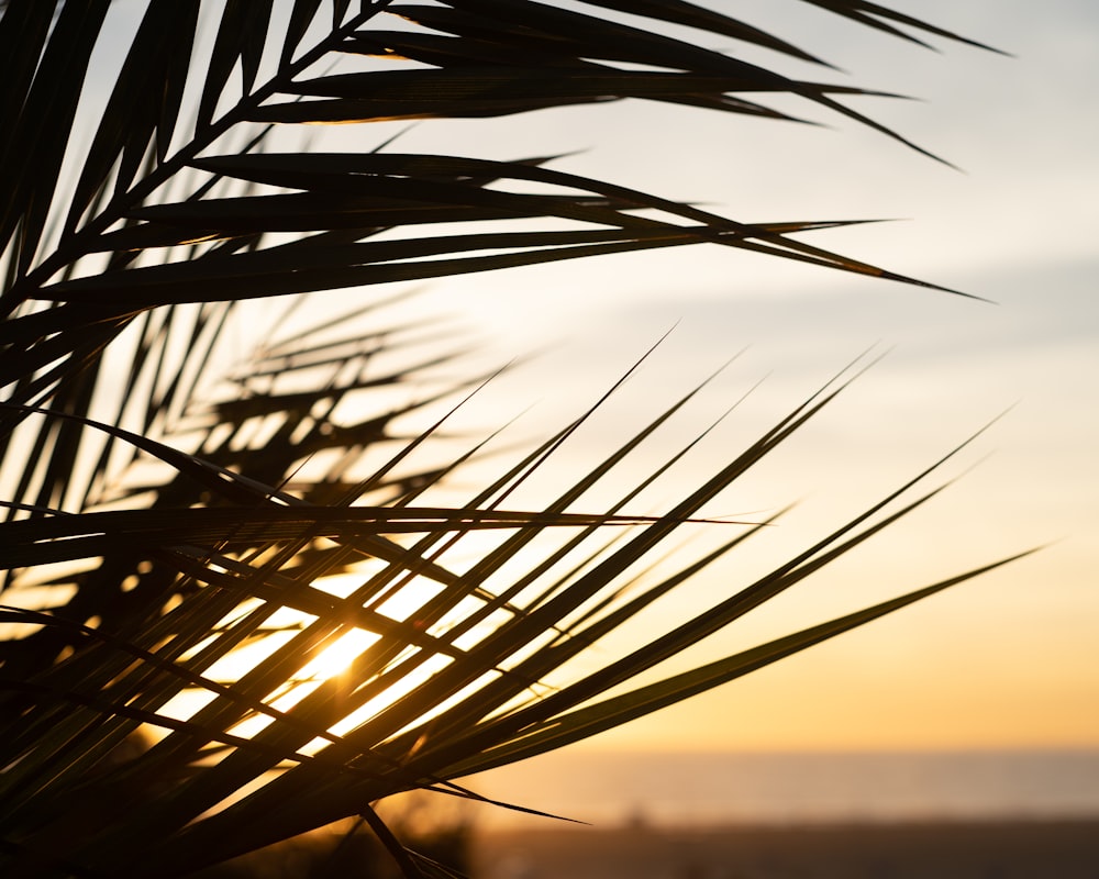 El sol se está poniendo detrás de una palmera