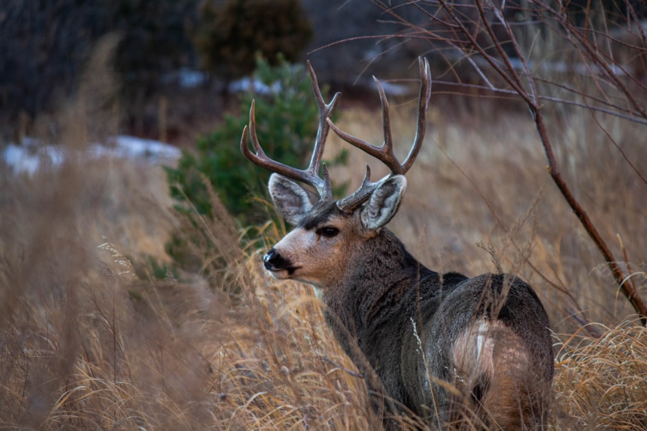 Mule deer buck on western hillside compared to whitetail habitat