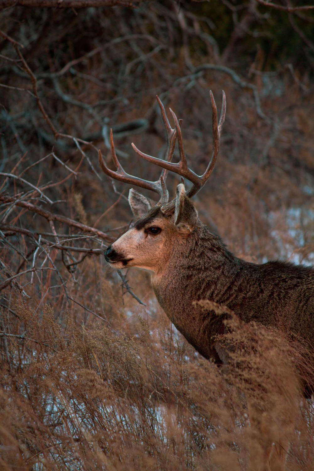 brown deer