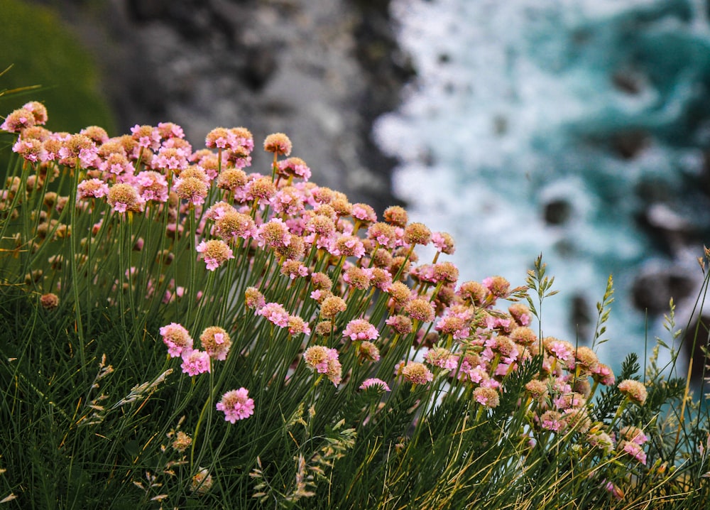 pink flowers in bloom