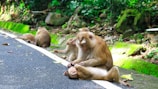 A group of monkeys is sitting on the side of a lush green forest road. One monkey is grooming another that is lying down, showing a scene of social behavior and care. The road has a white line marking, and the surrounding environment is filled with green foliage and rocks.