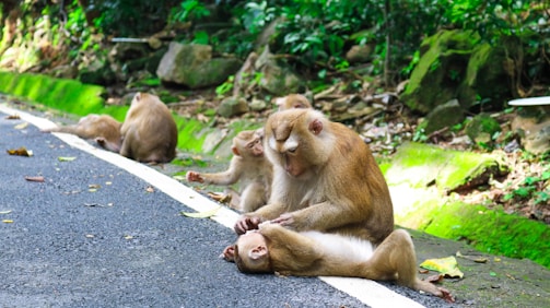 A group of monkeys is sitting on the side of a lush green forest road. One monkey is grooming another that is lying down, showing a scene of social behavior and care. The road has a white line marking, and the surrounding environment is filled with green foliage and rocks.