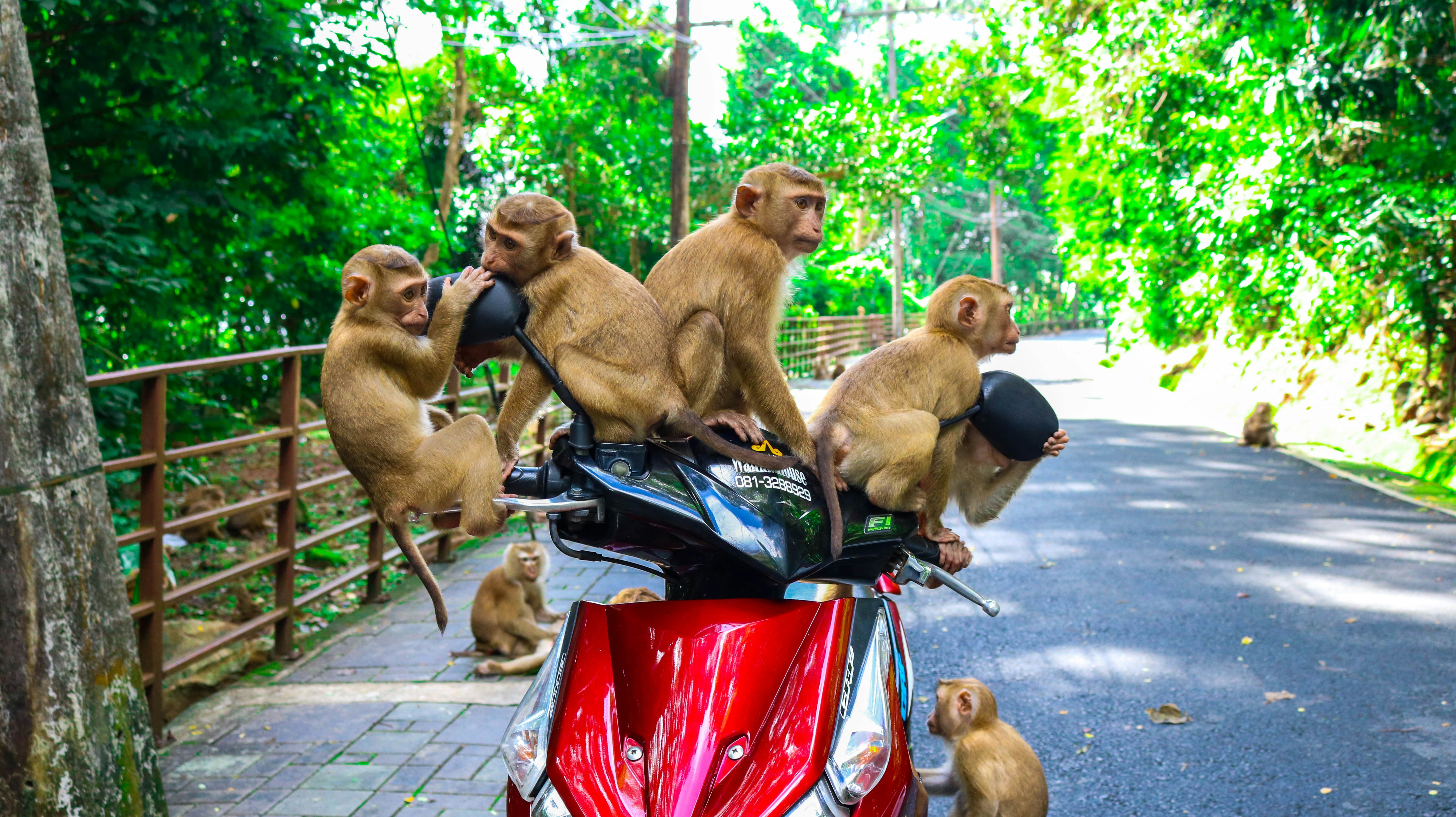 brown monkeys sitting on red automatic scooter