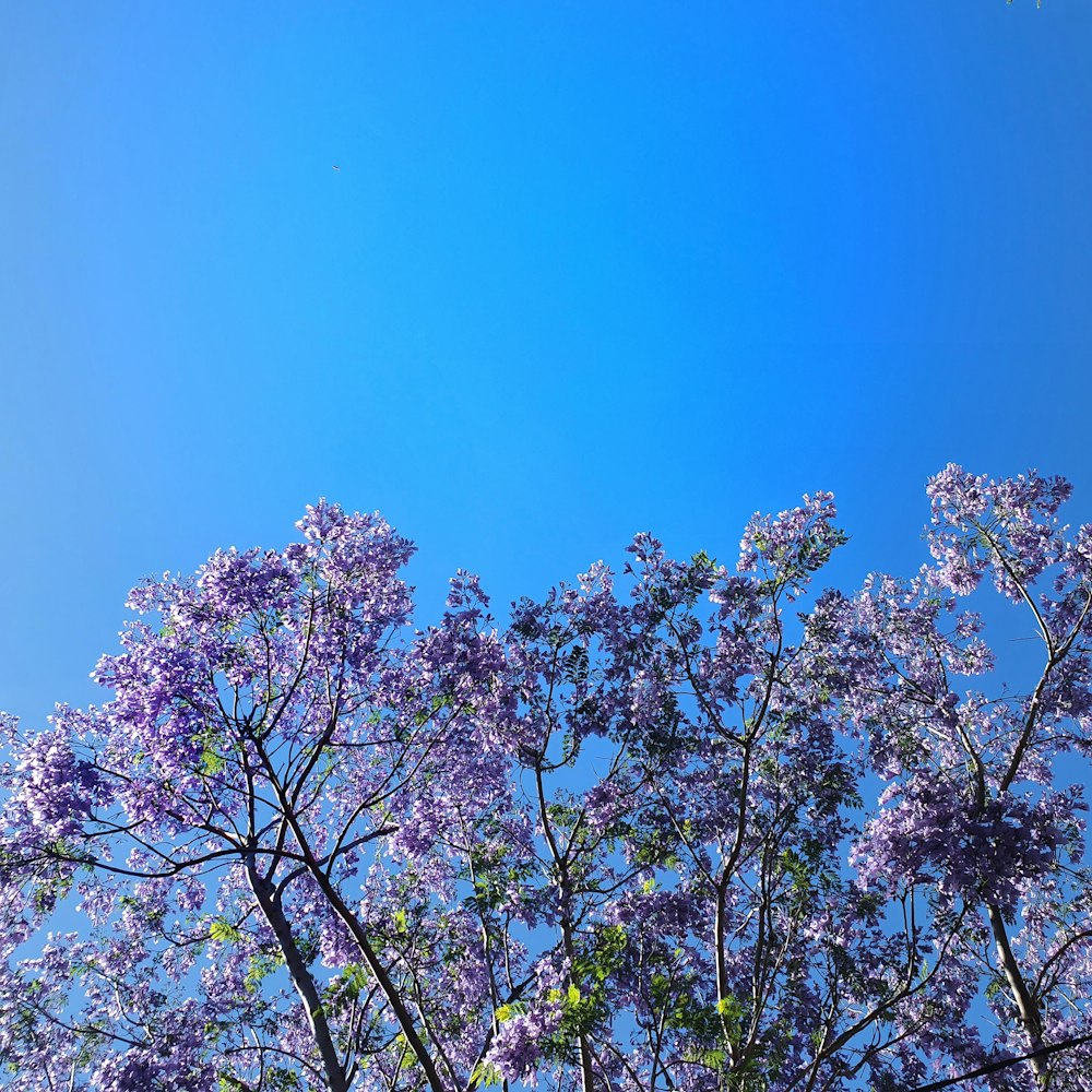 purple petaled tree