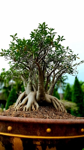 green Bonzai plant