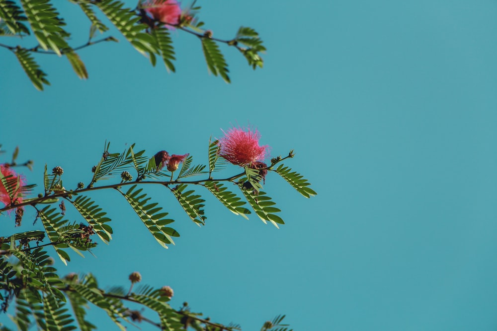 pink petaled flowers