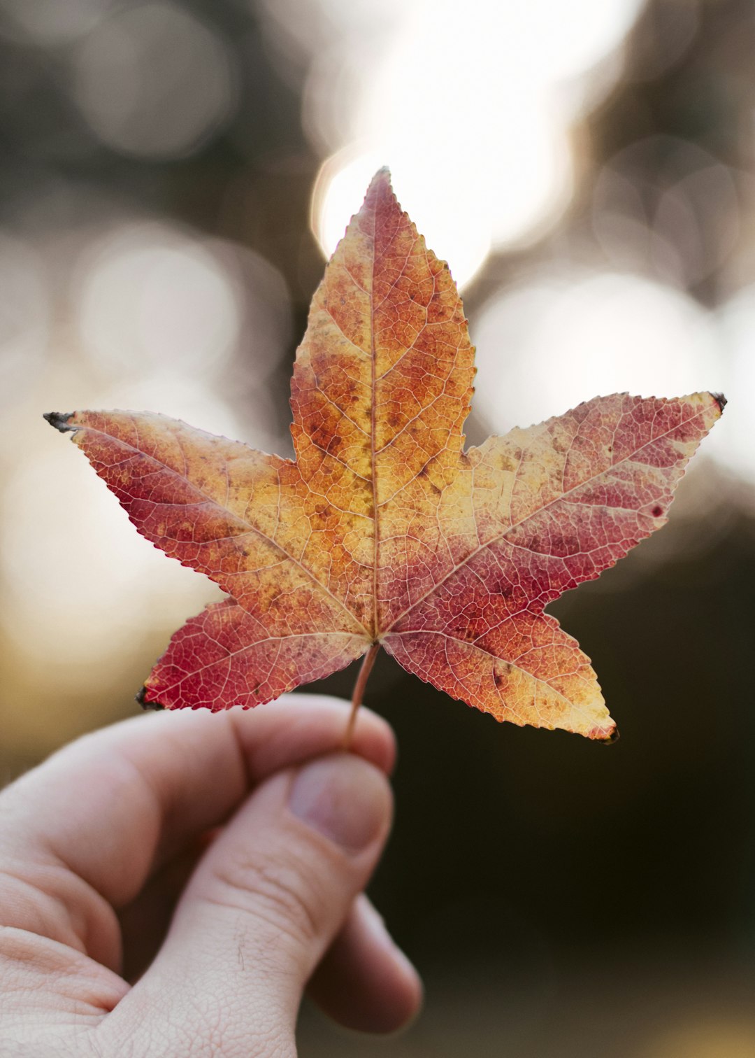 yellow and red leaf