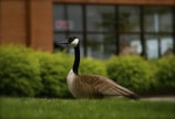 A Canada goose rests on vibrant green grass, with a backdrop of lush bushes and a building facade featuring large windows. The open sign is visible in the window, indicating the building is in use.