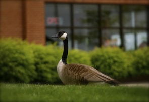 A Canada goose rests on vibrant green grass, with a backdrop of lush bushes and a building facade featuring large windows. The open sign is visible in the window, indicating the building is in use.
