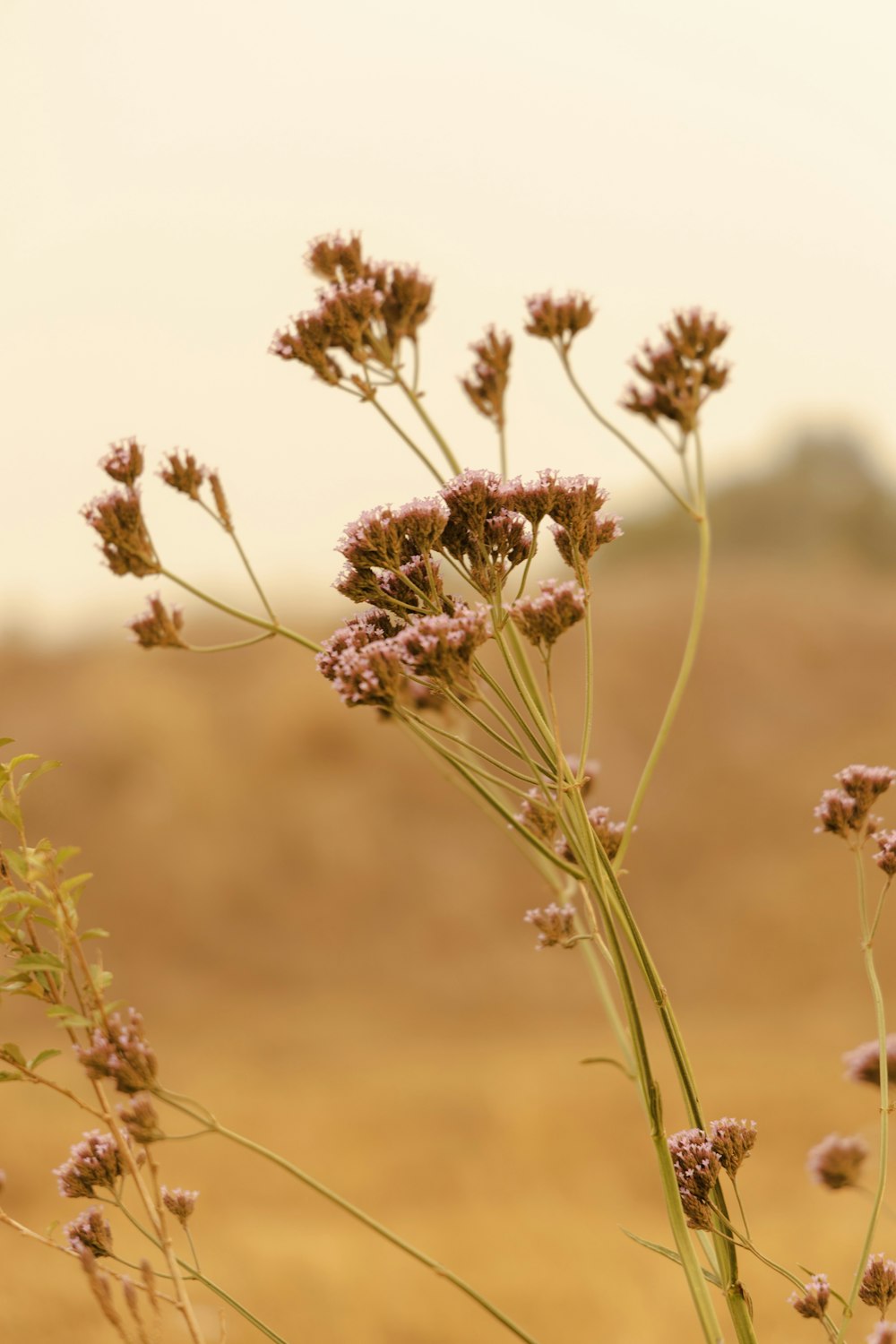 pink-petaled flowers