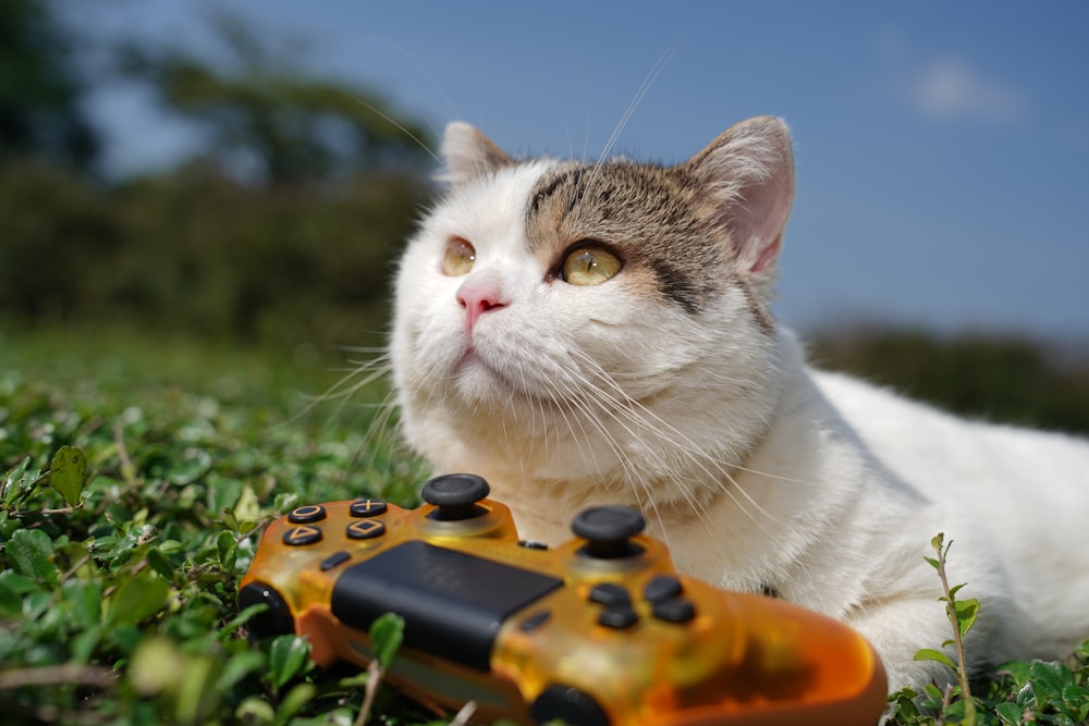 short-fur white and brown cat