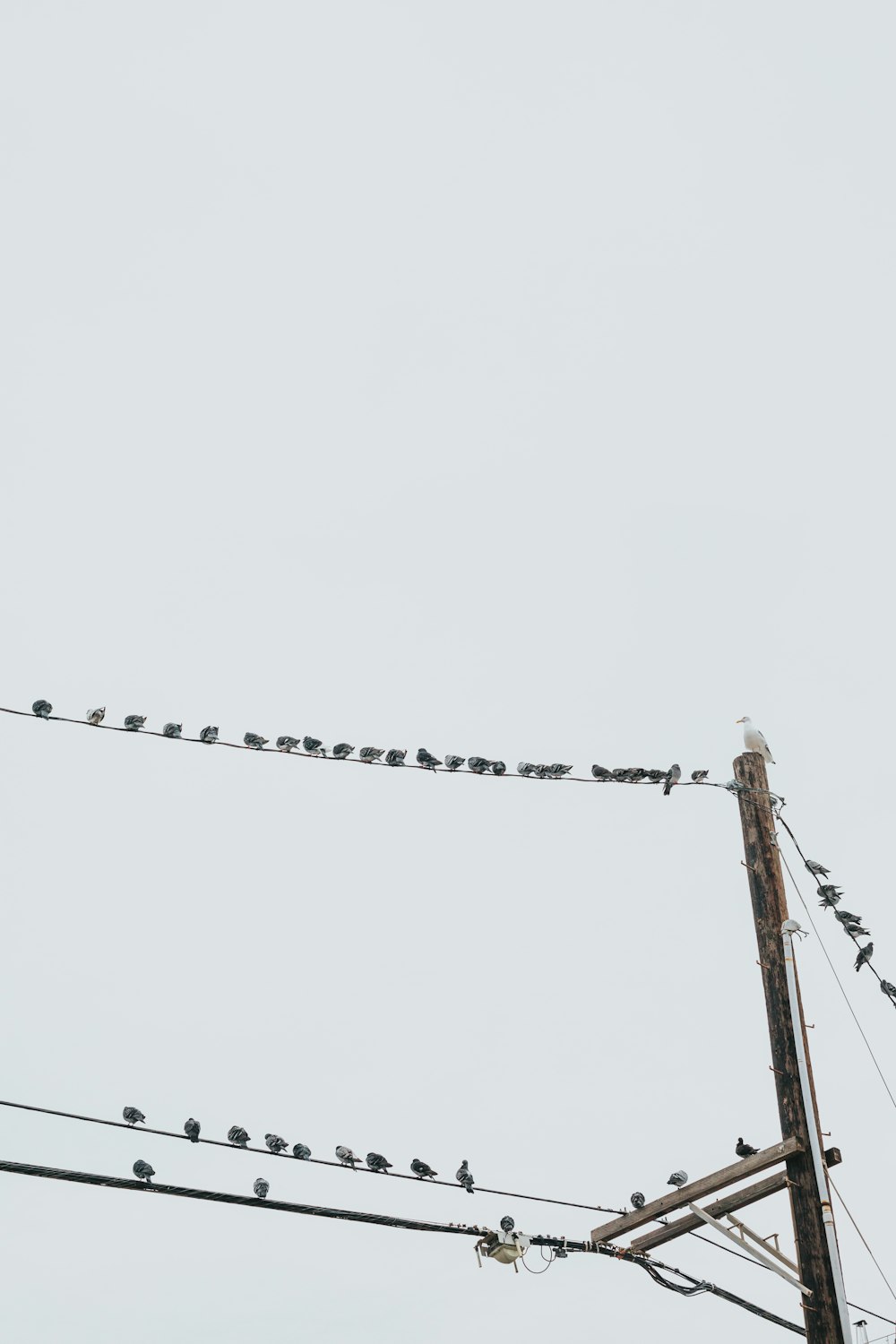 birds on cable wires