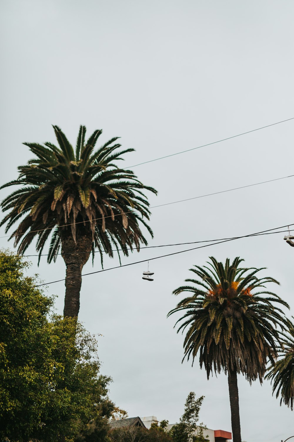 tall trees