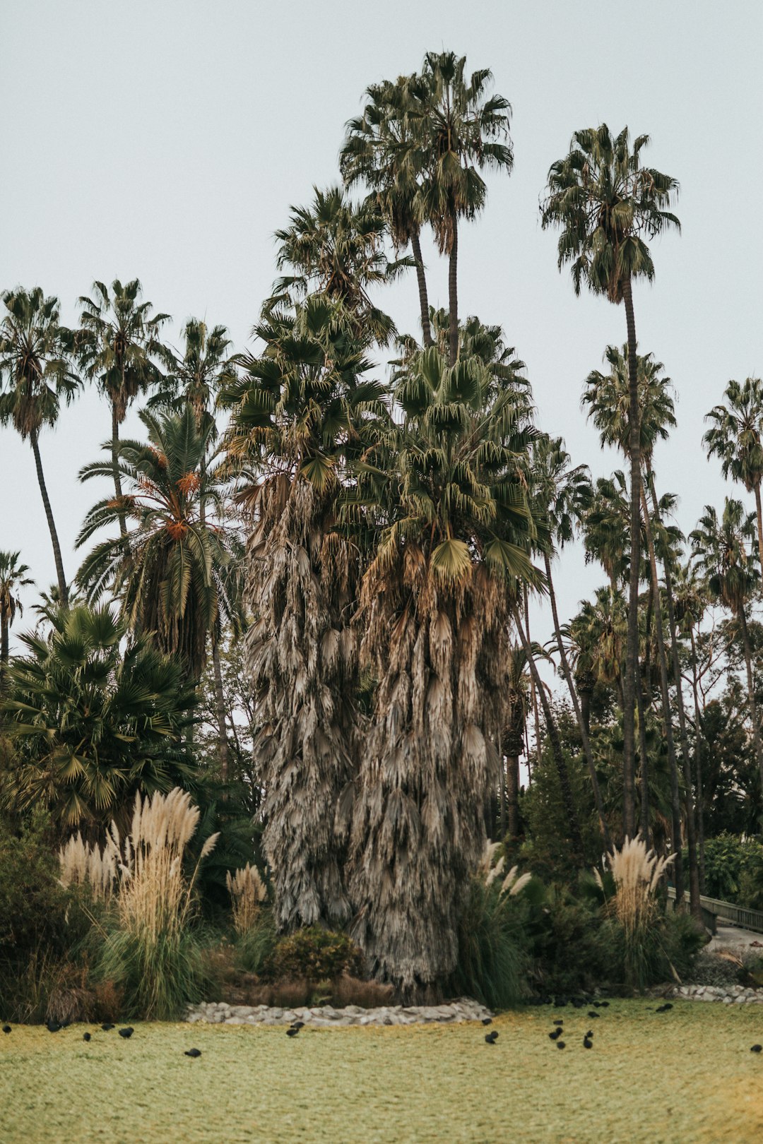 green leafed trees