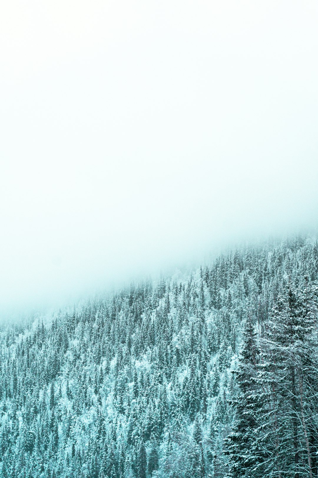 pine trees covered with snow