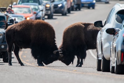 photo of head to head bnull bison google meet background