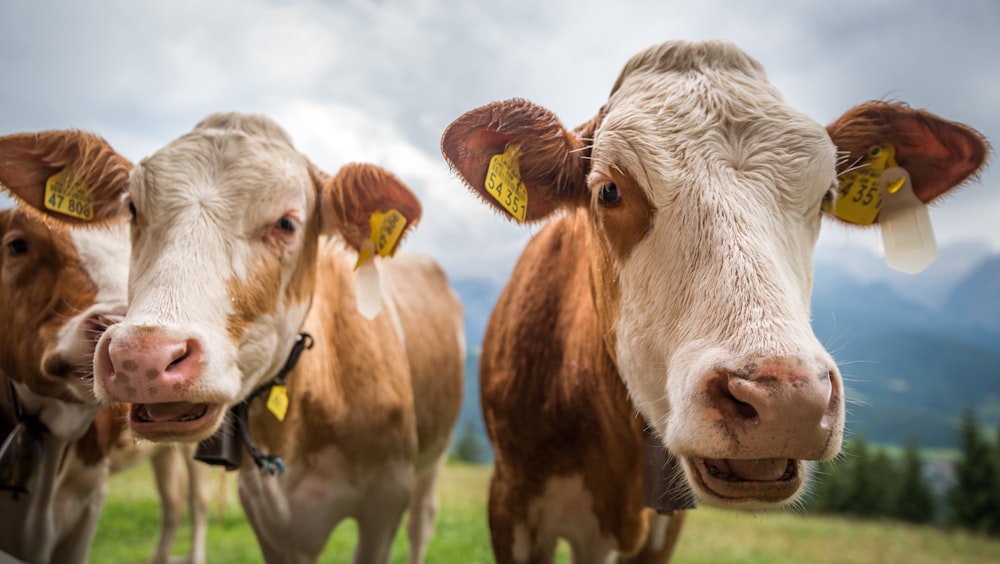 herd of brown and white cows