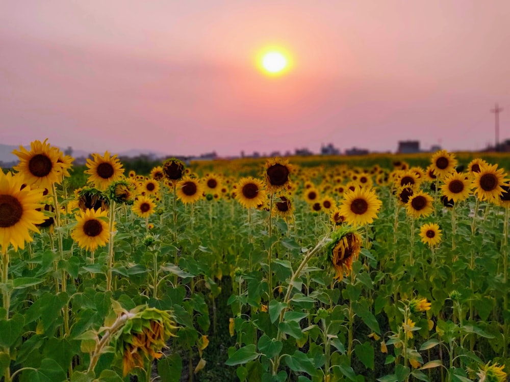 yellow sunflower field