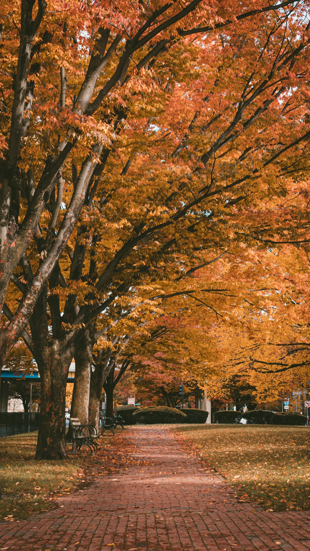 trees beside road