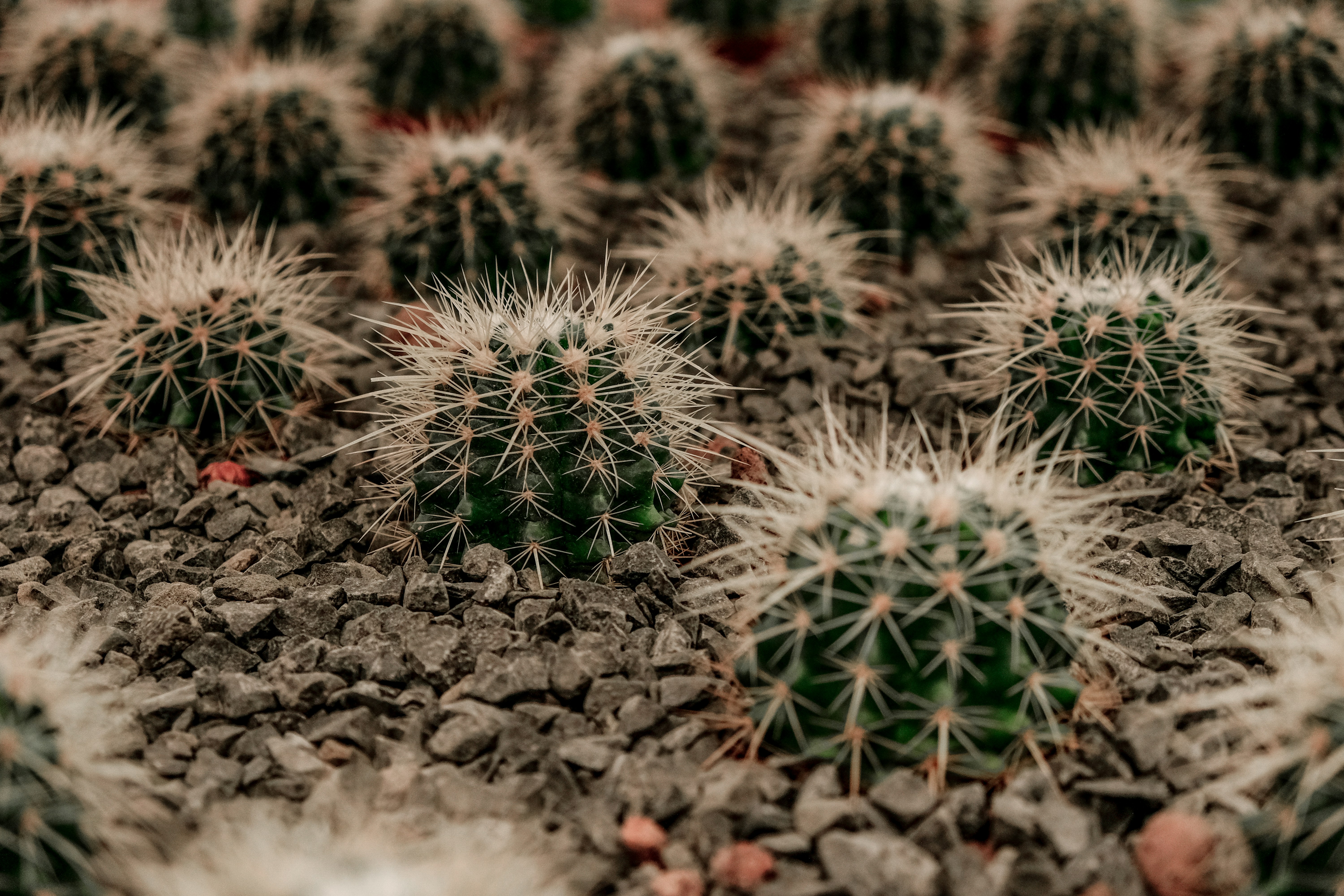 Photo by dpidhrushnyi