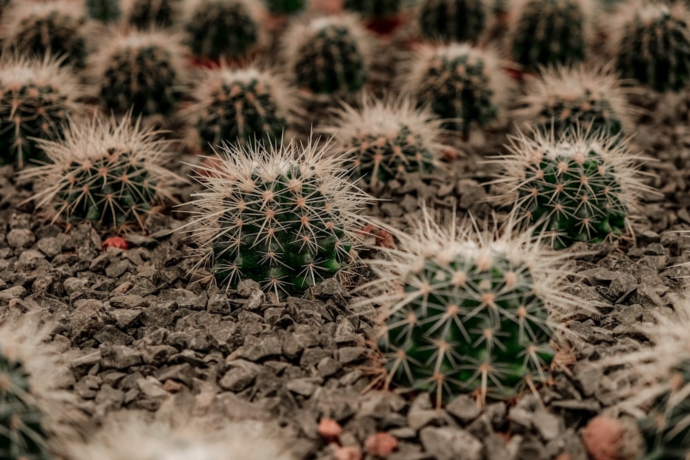 barrel cactus