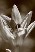 Close-up of sepia-toned botanical studies with fine ink details.