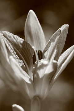Close-up of sepia-toned botanical studies with fine ink details.