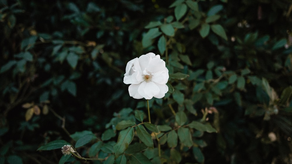 photo of white flowers