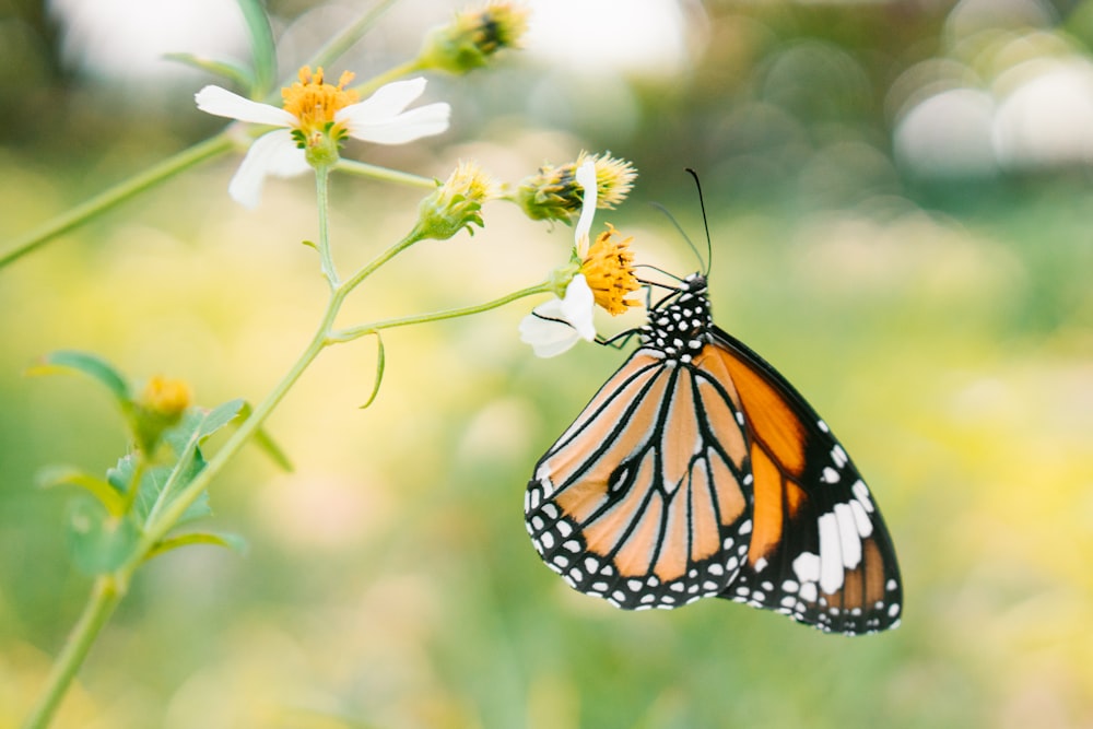 brown and black butterfly perching on white flower