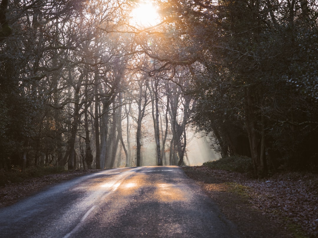 road between trees during daytime