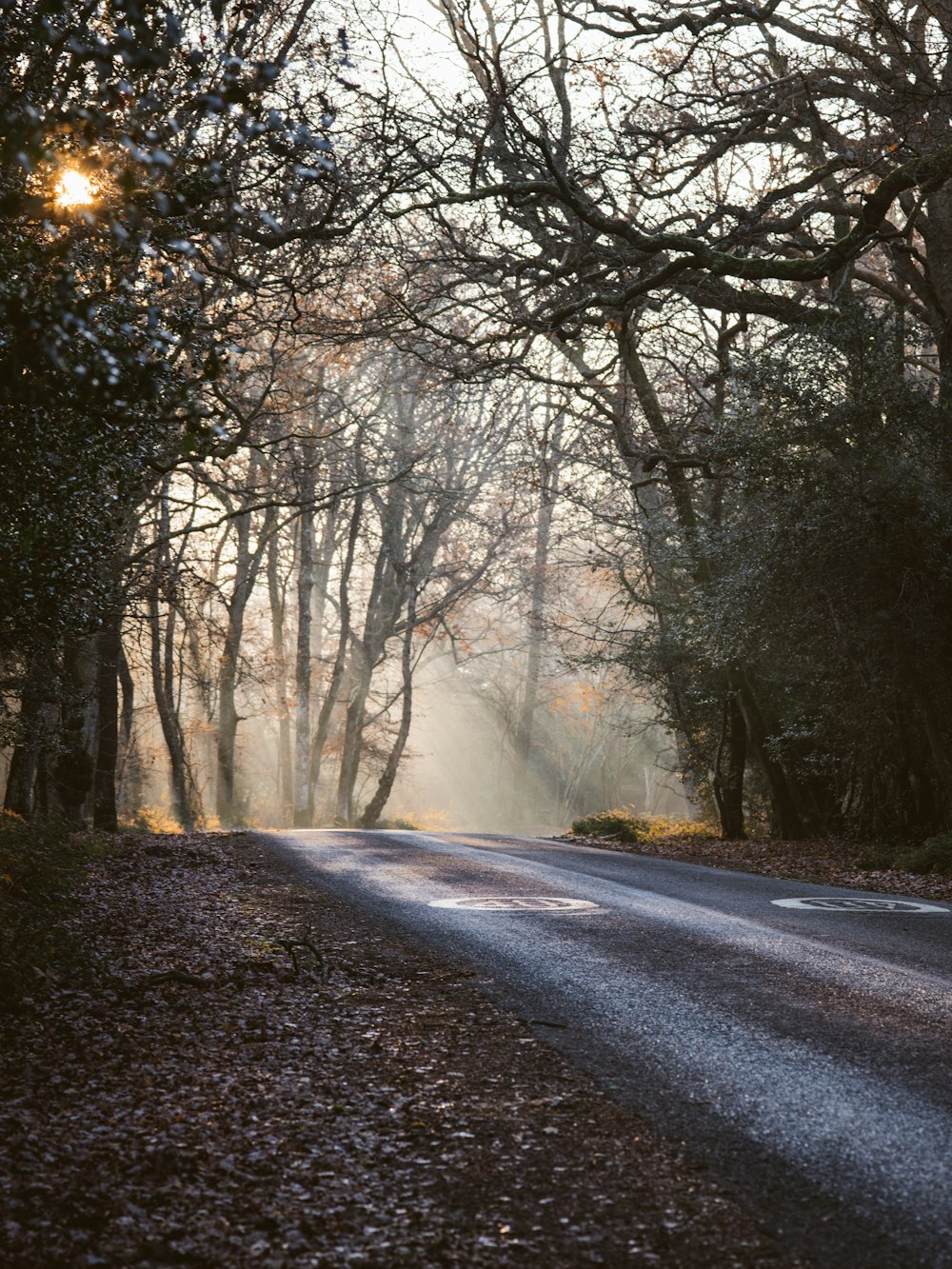 road between trees during daytime