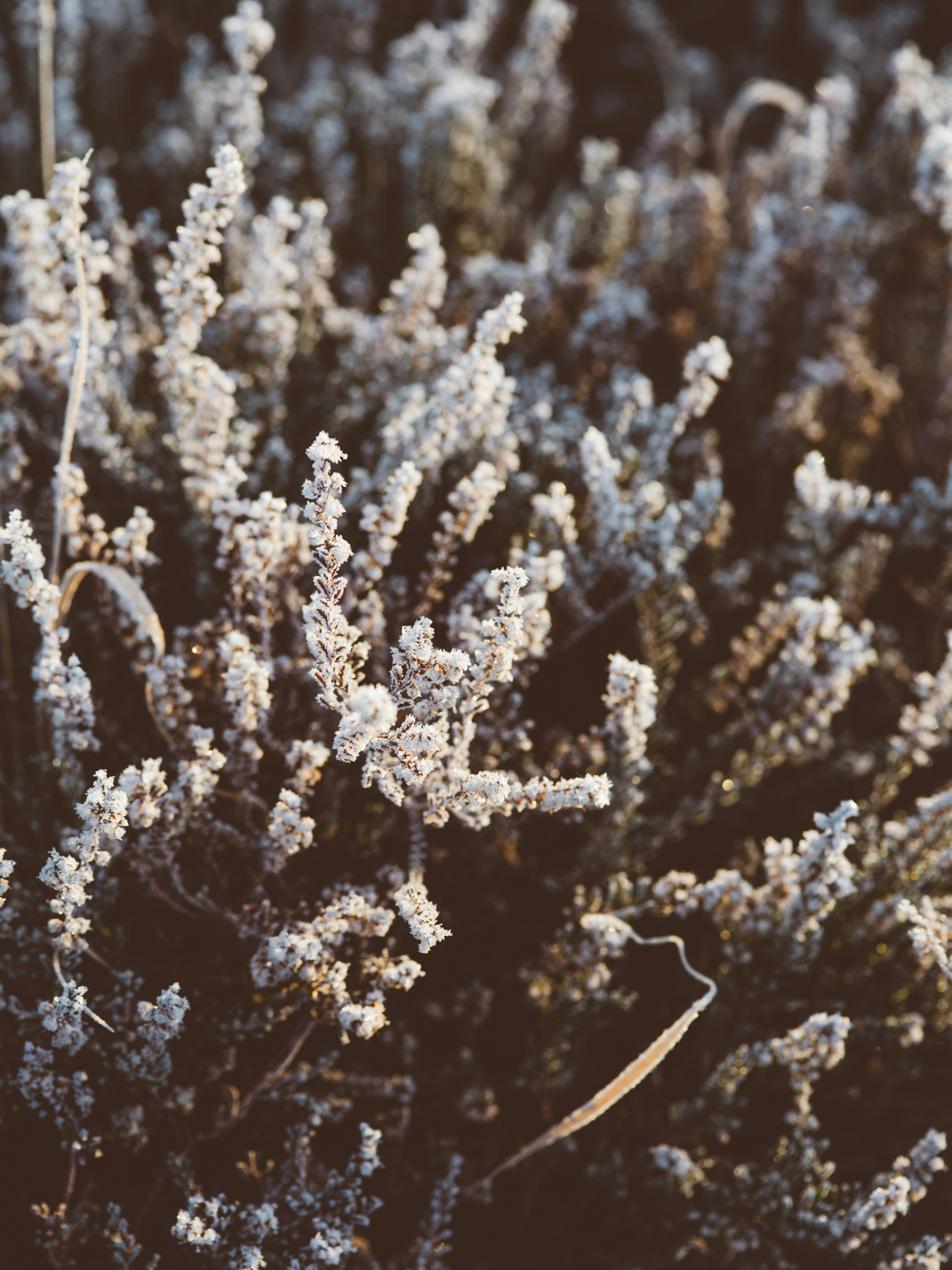 Photo by anniespratt