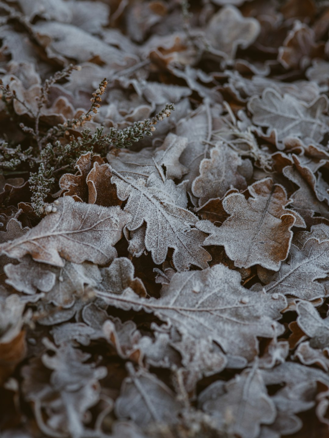 photo of dried leaves