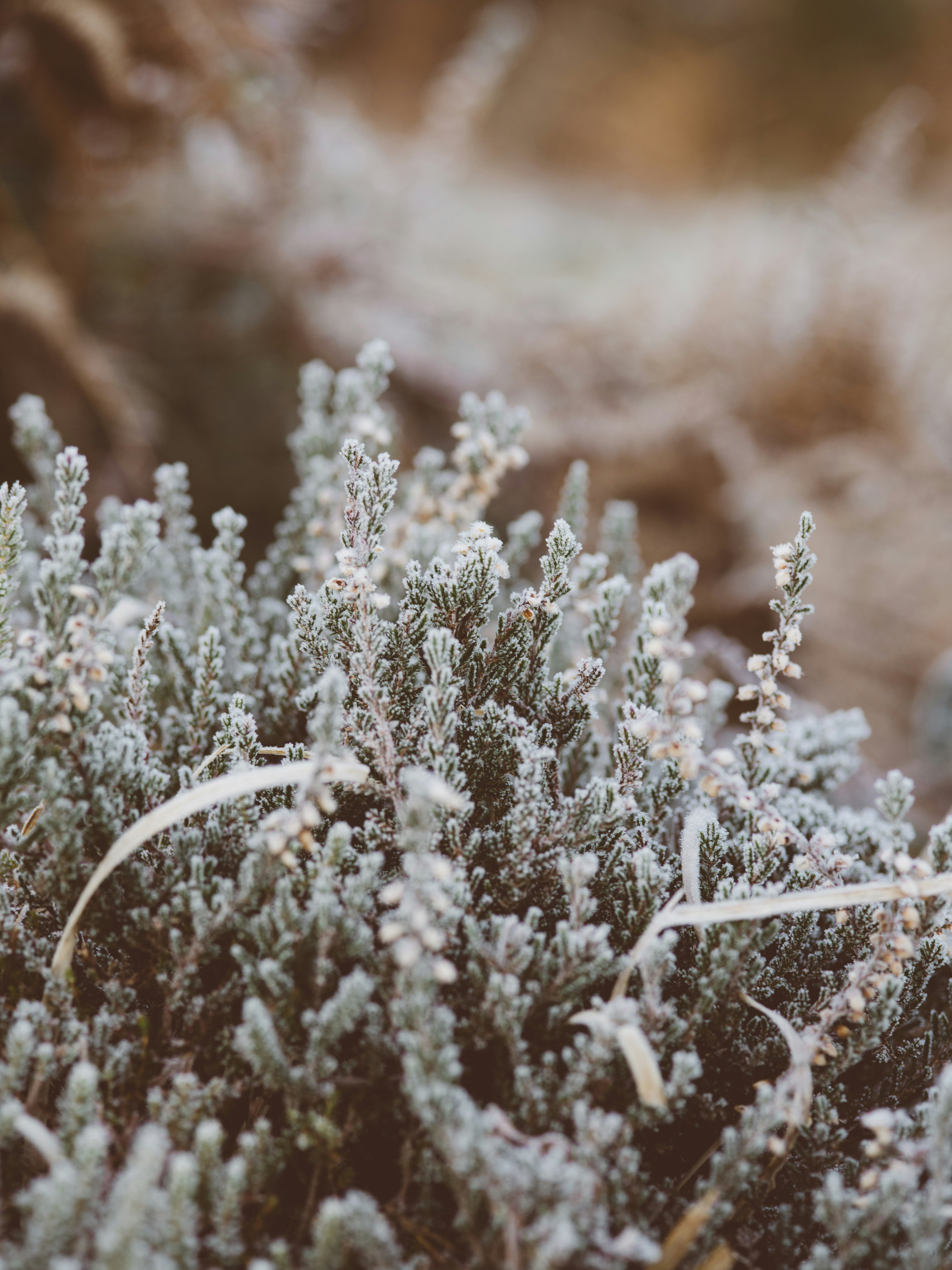 Photo by anniespratt