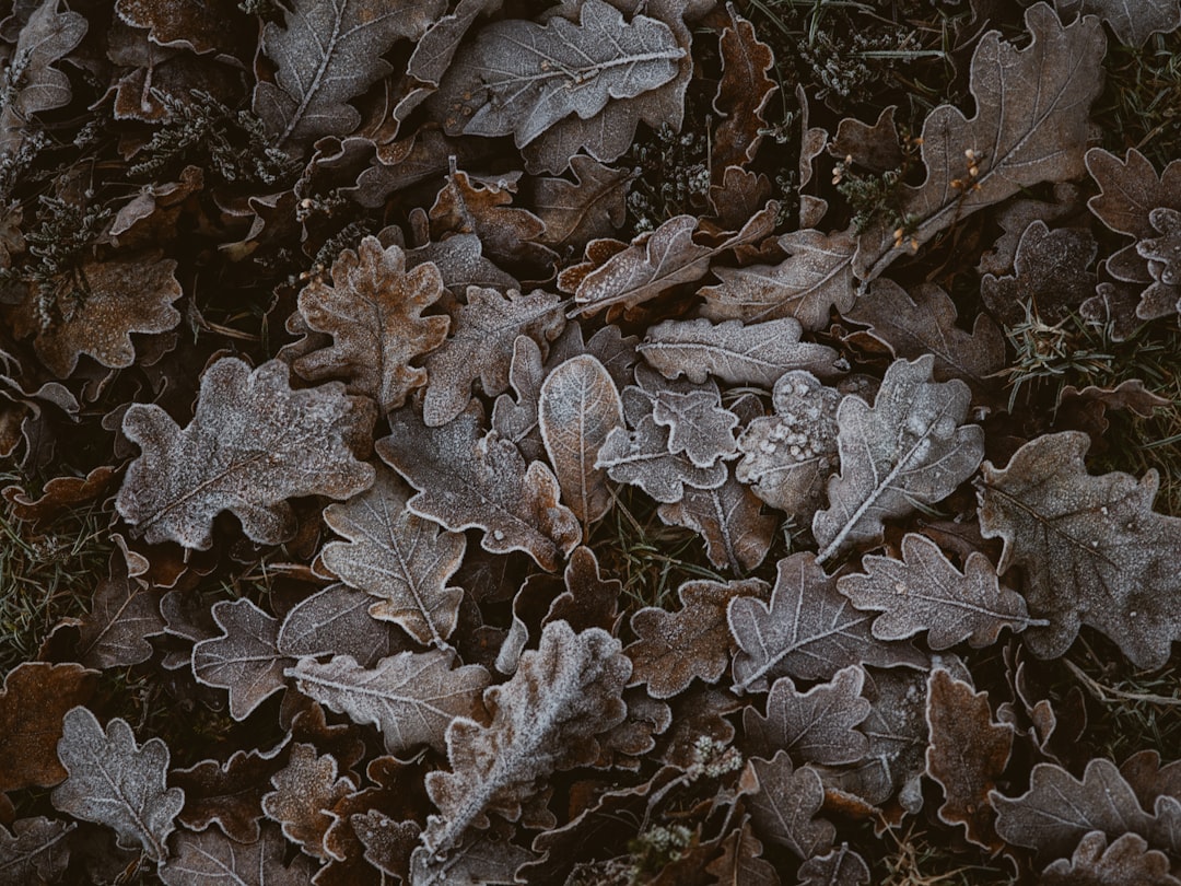brown falling leaves