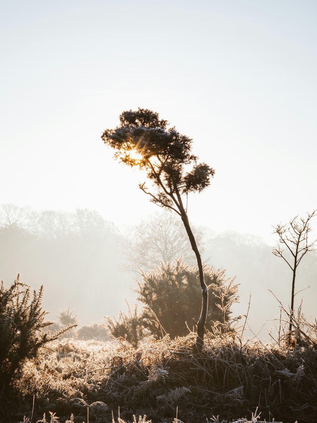 photo of sunset tree