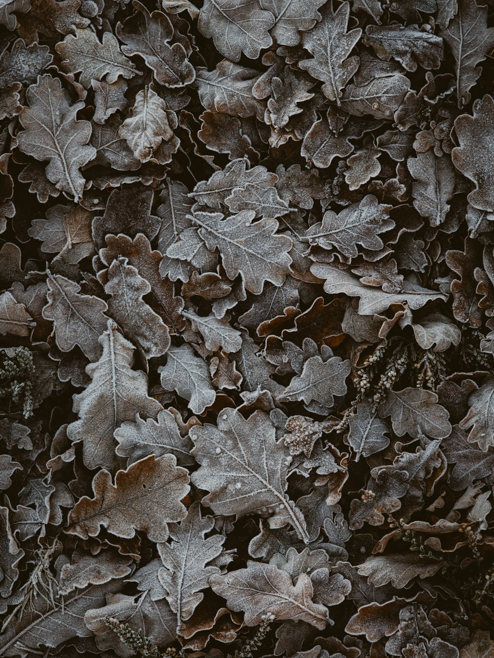 brown leaves