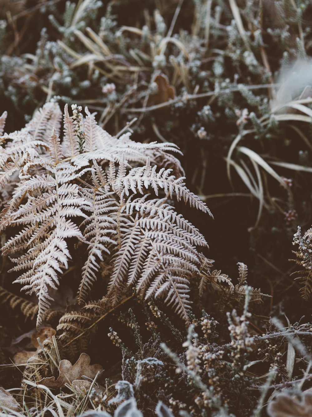 fern plant