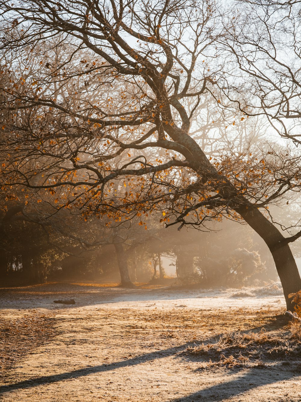 view photography of brown-leafed tree